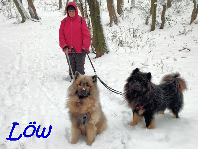 26.11.2021 - Frauli mit Dwix und Howie im 1. Schnee unterwegs